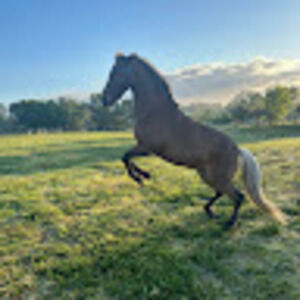 Meet your Posher, Briley